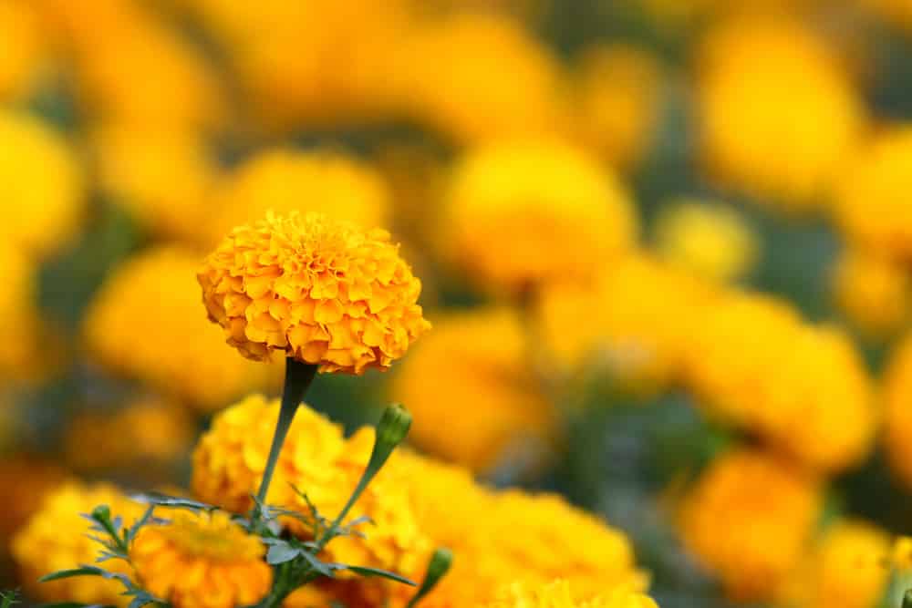 french vs african marigold