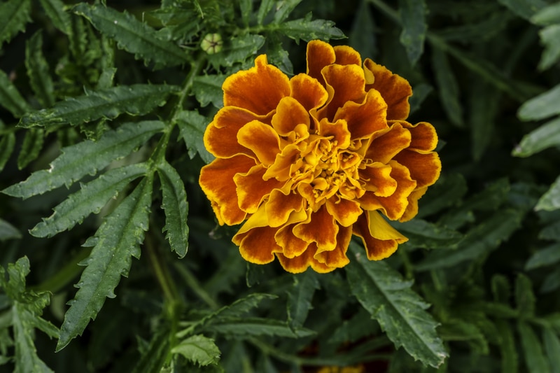 marigold