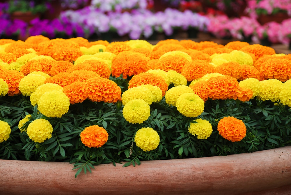 planting marigolds with tomatoes