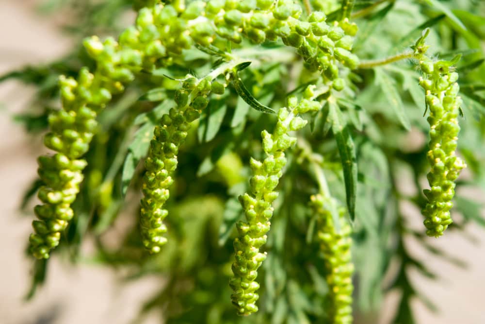 ragweed vs marigold