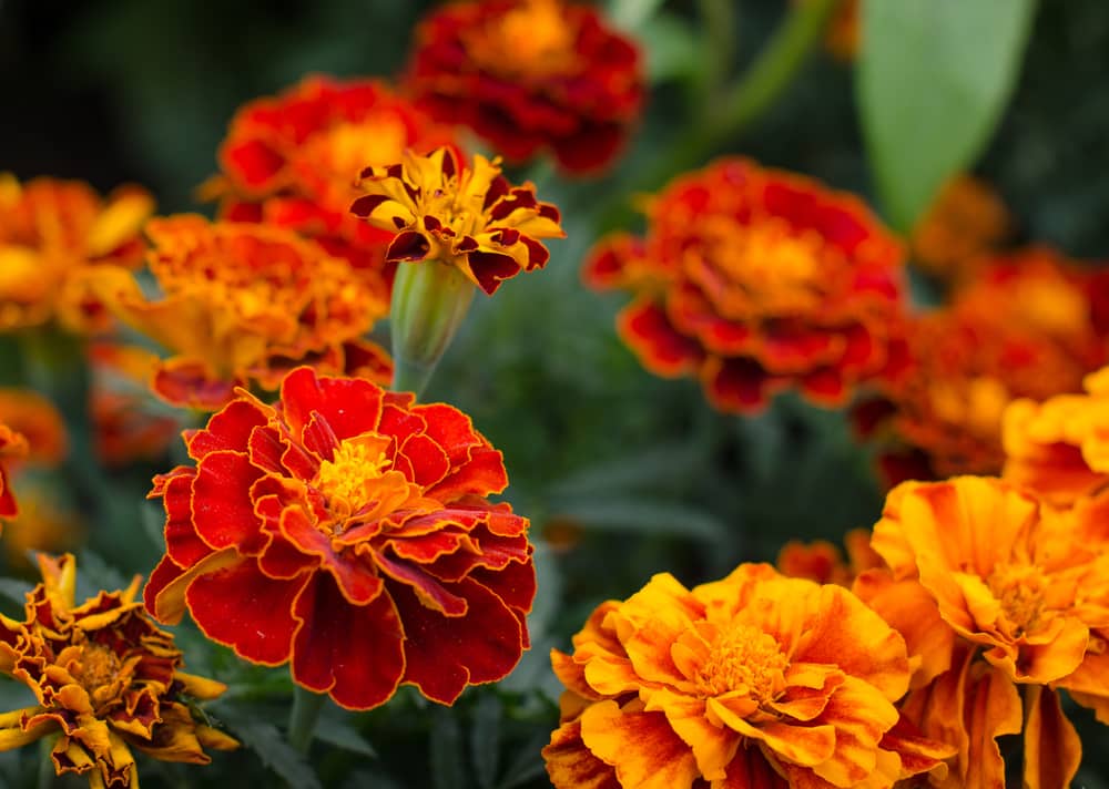 spider mites on marigolds