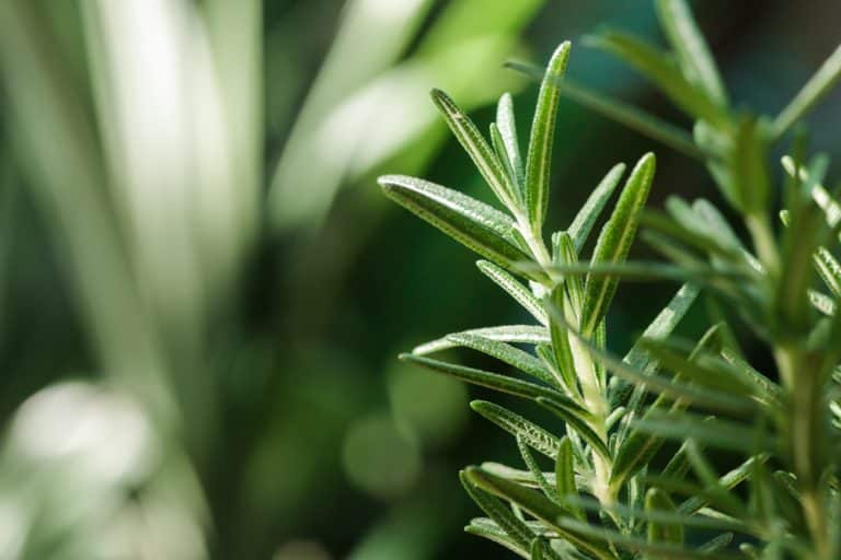 3 Strongest Smelling Mint Plant Farmer Grows