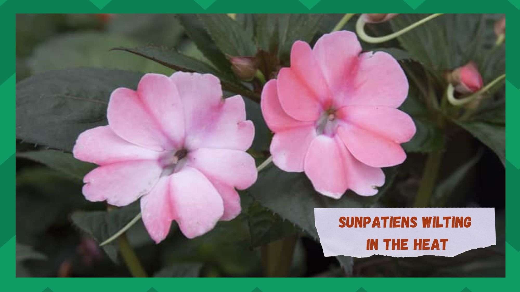 SunPatiens Wilting In The Heat