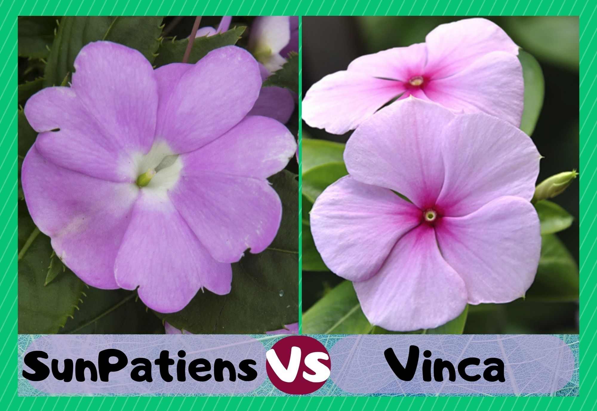 sunpatiens vs vinca