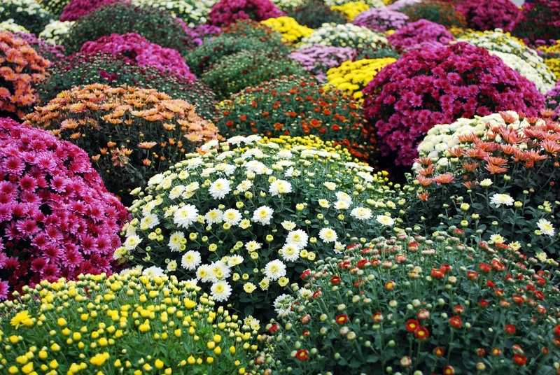 variety chrysanthemum