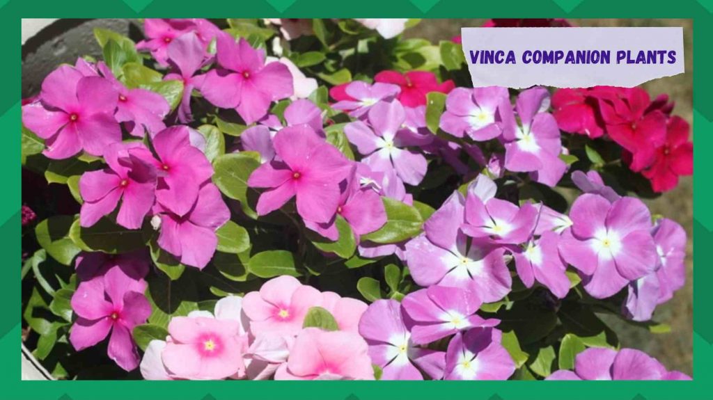 3 Common Vinca Companion Plants Farmer Grows