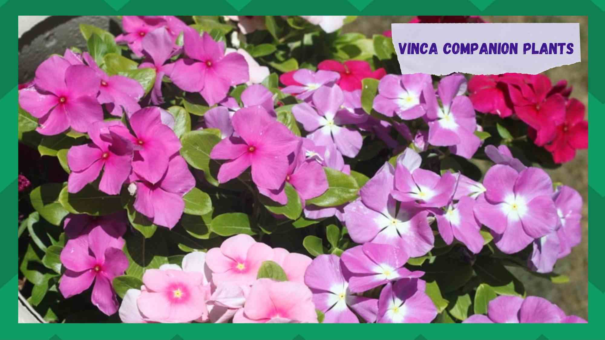 Vinca Companion Plants
