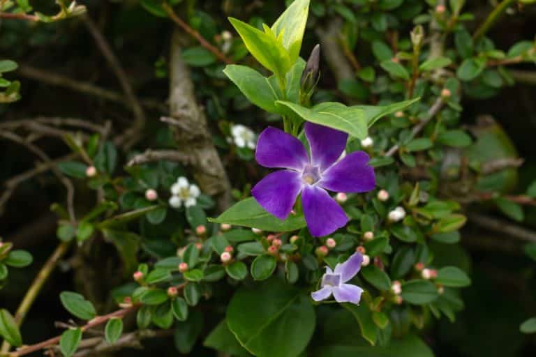 Can You Plant Vinca Vine Indoor? Farmer Grows