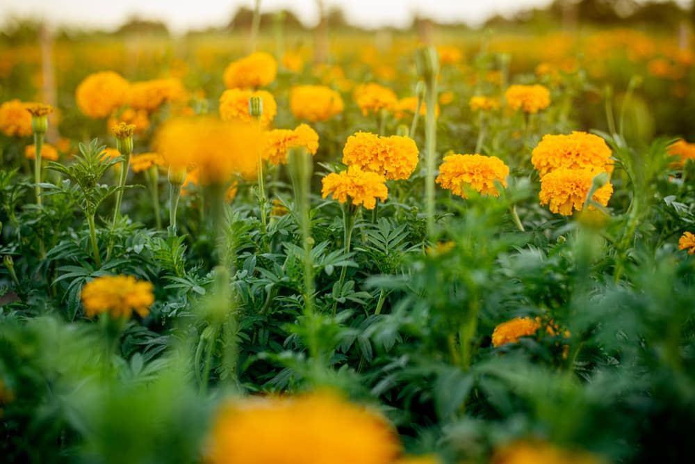 what do marigolds attract