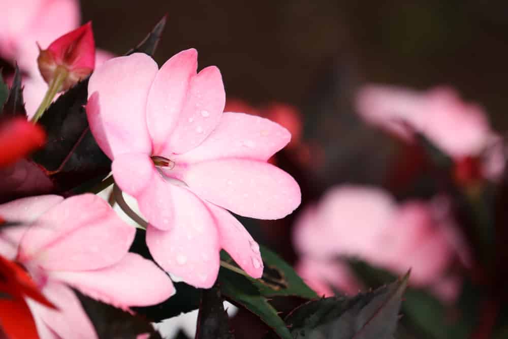 what to plant with sunpatiens