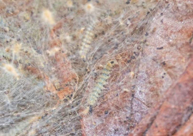 Why Is My Juniper Plants Turning Brown? (6 Potential Reasons) Farmer