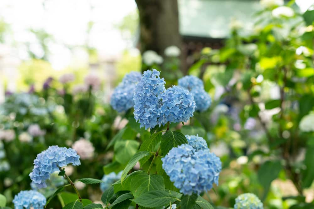 Bobo Hydrangea Not Blooming