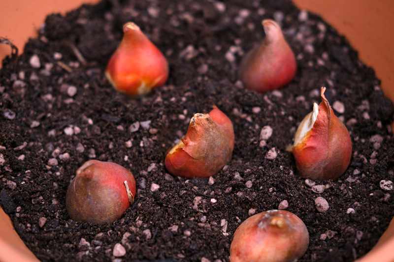 Can You Keep Tulip Bulbs in Pots