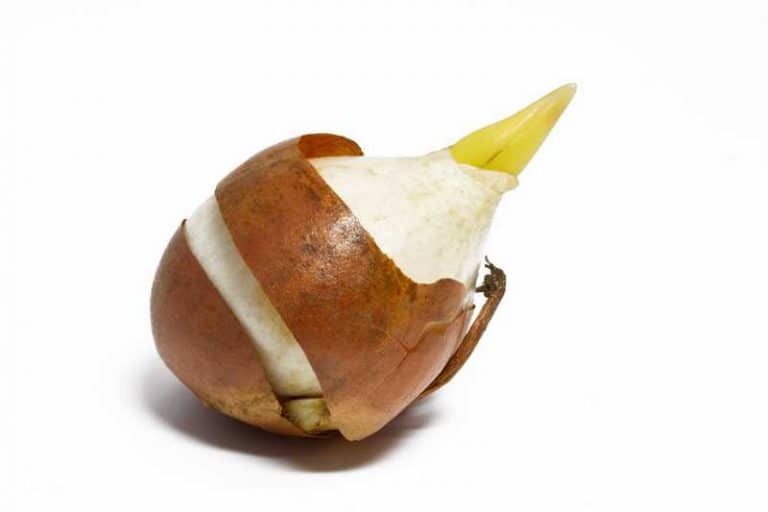 How To Keep Tulips Bulbs for Next Year? Farmer Grows