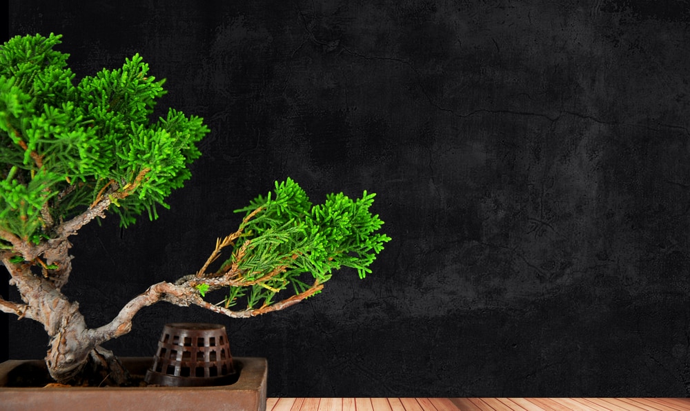 How To Shape A Juniper Bonsai Tree