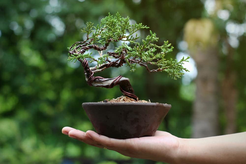 How To Trim A Juniper Bonsai Tree