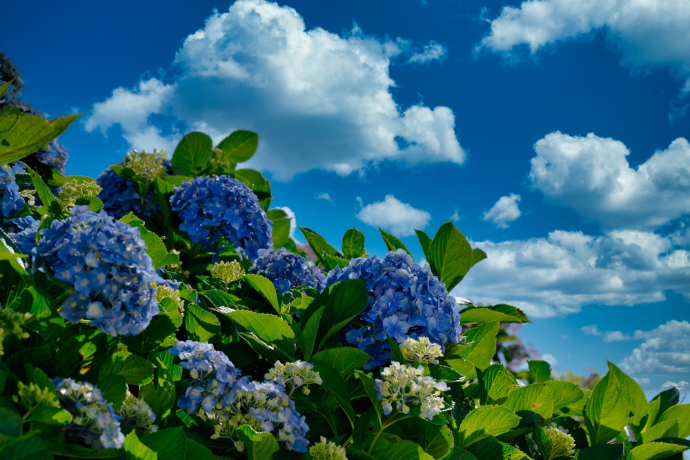 Hydrangea Tree Not Leafing Out