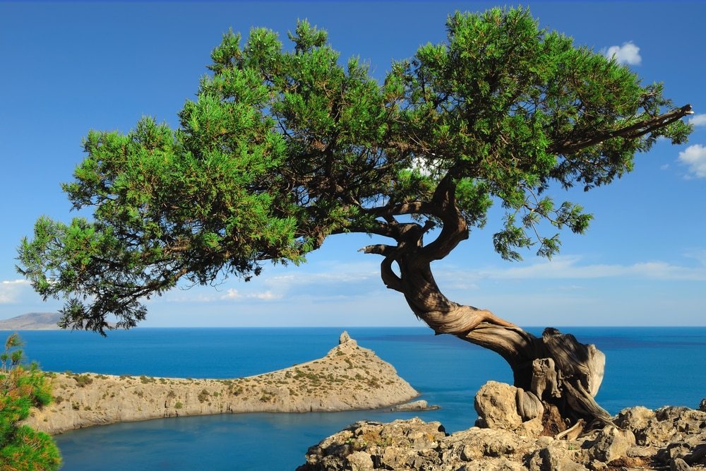 Juniper Tree Varieties