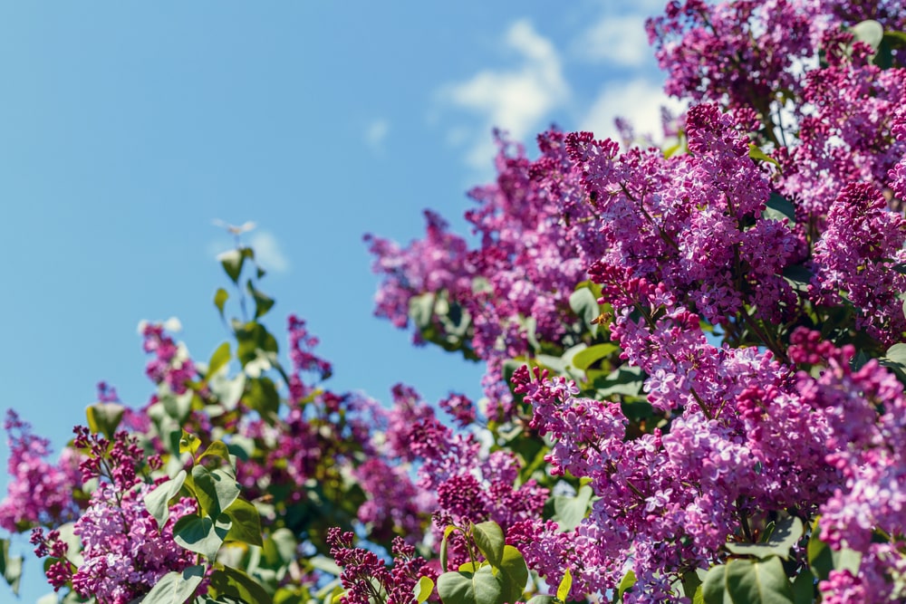 Lilac vs Hydrangea