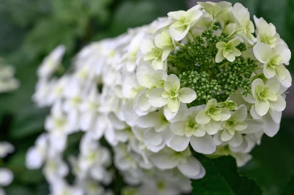 3 Reasons Why Oak Leaf Hydrangea Not Blooming Farmer Grows