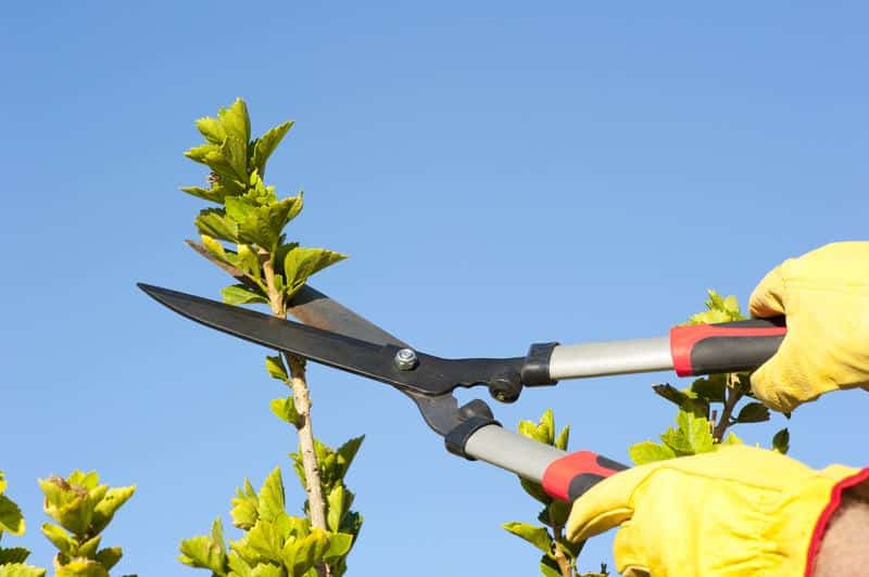 Pruning