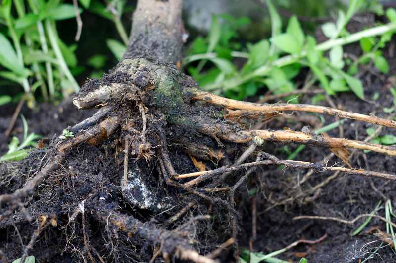 Root Rot and Humidity