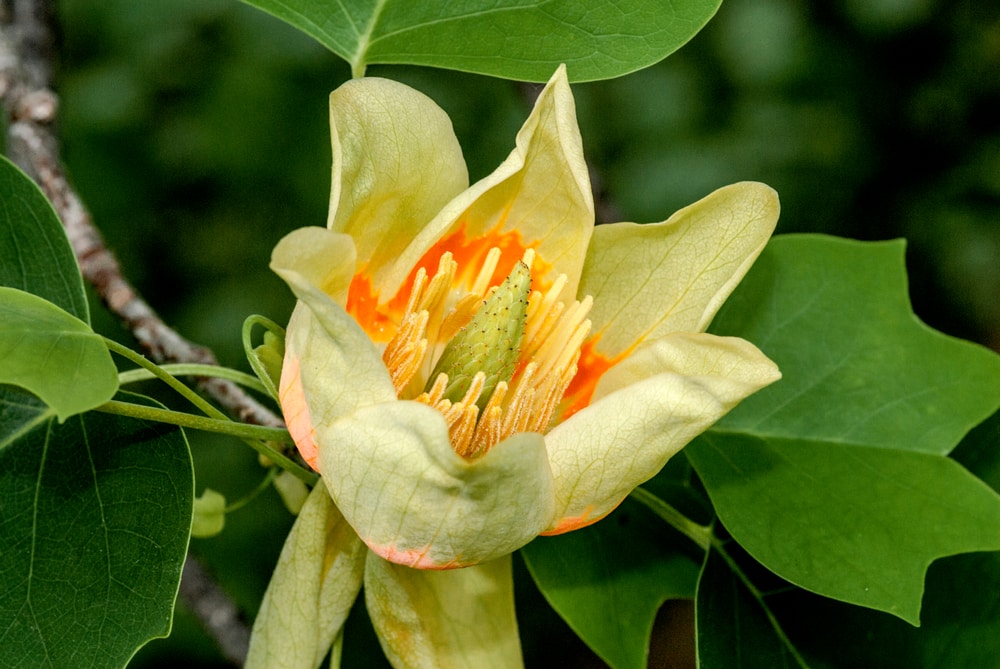 Tulip Tree vs Tulip Poplar