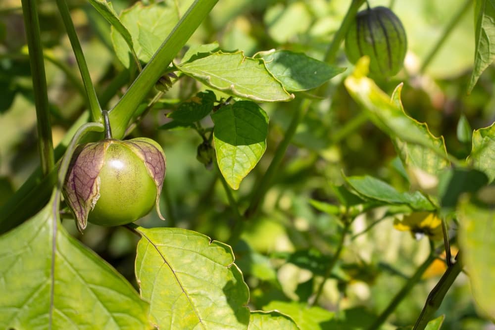 can you grow just one tomatillo plant