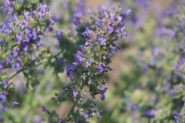 Can You Split Catmint? (Answered) Farmer Grows