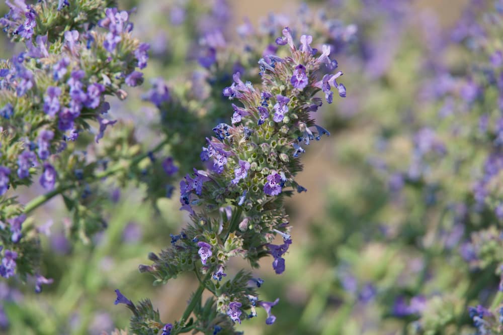 can you split catmint