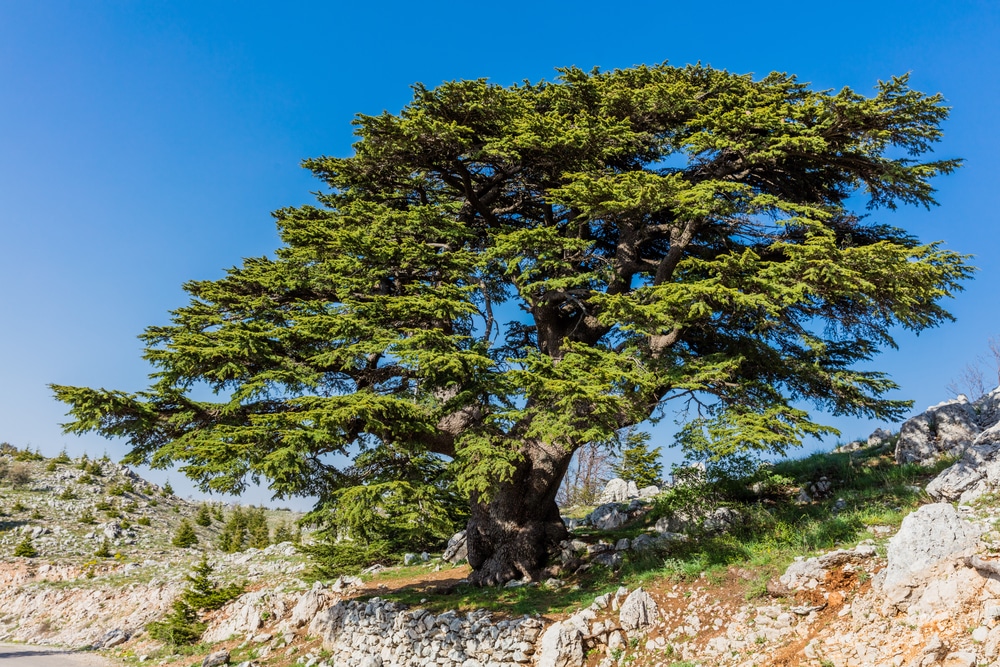 cedar tree