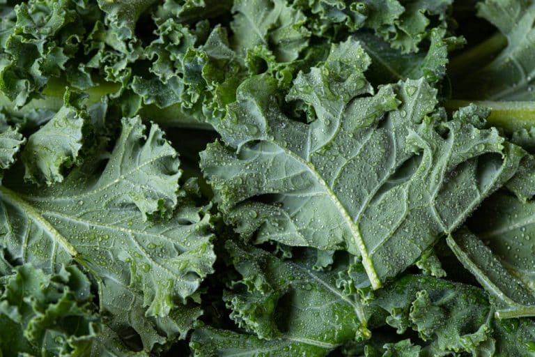 3 Great Companion Plants For Kale Farmer Grows