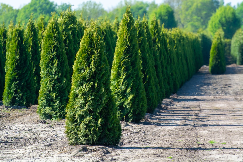 Cypress Tree vs Juniper Tree- The Better Pick? - Farmer Grows