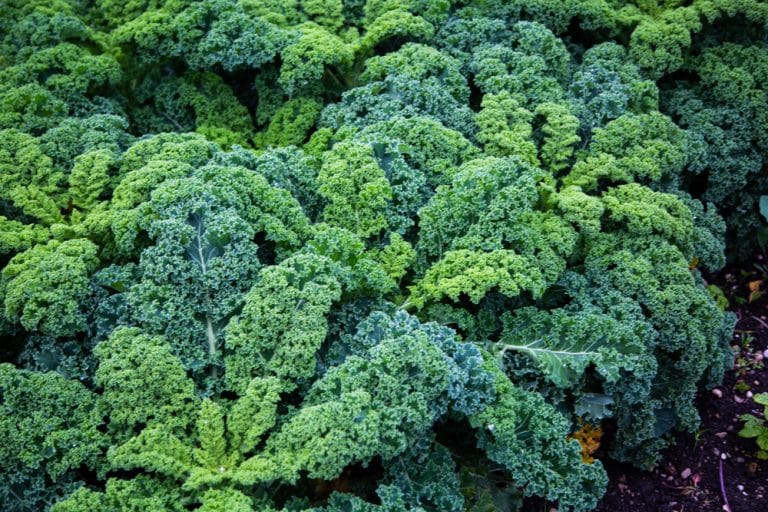 Do Birds Eat Kale? (Explained) Farmer Grows
