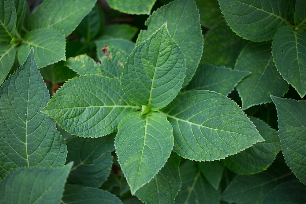 hydrangea leaves not dark green