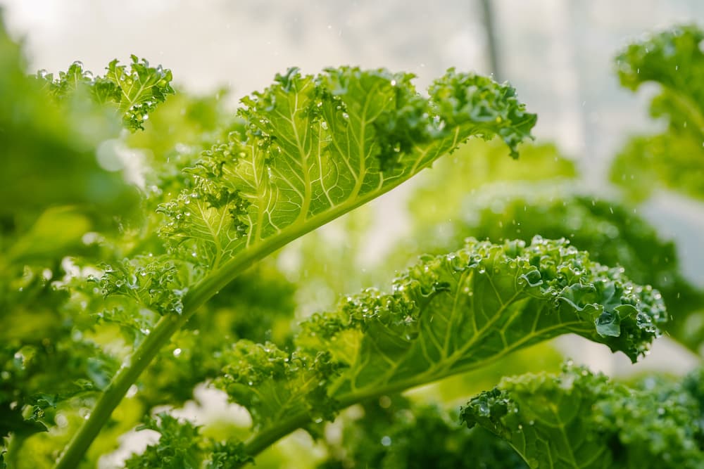 kale leaves turning yellow