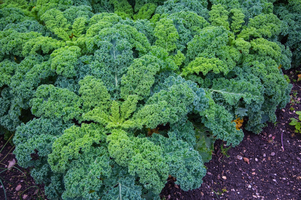 kale plants