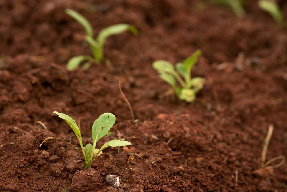 kale seedlings leggy