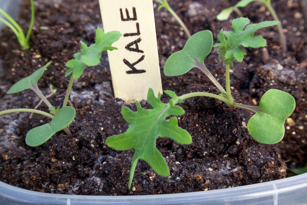 kale with purple stem