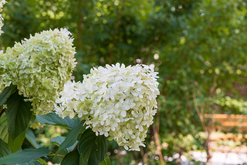 limelight hydrangea