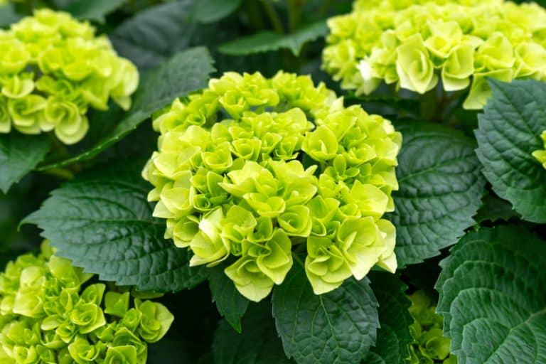 Little Lime Hydrangea vs Limelight Which Is Better? Farmer Grows