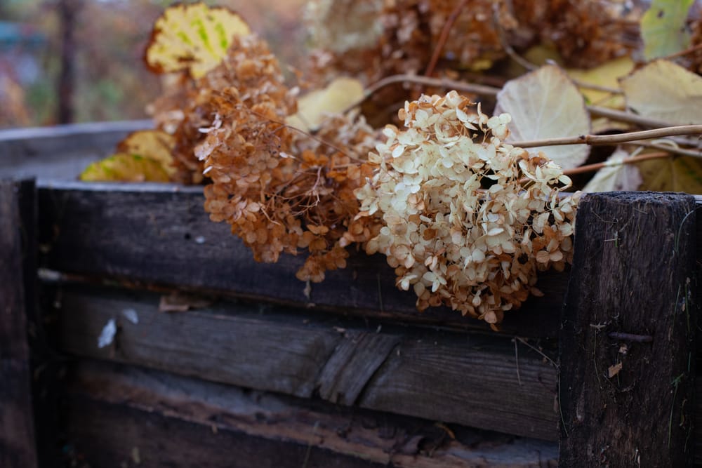 old wood vs new wood hydrangea