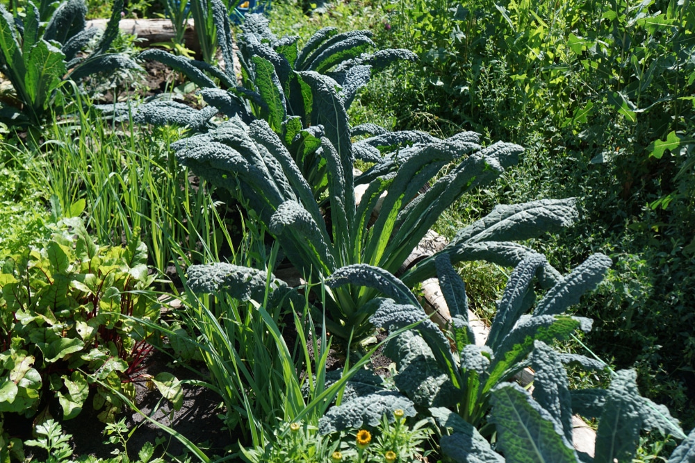 overwintering kale