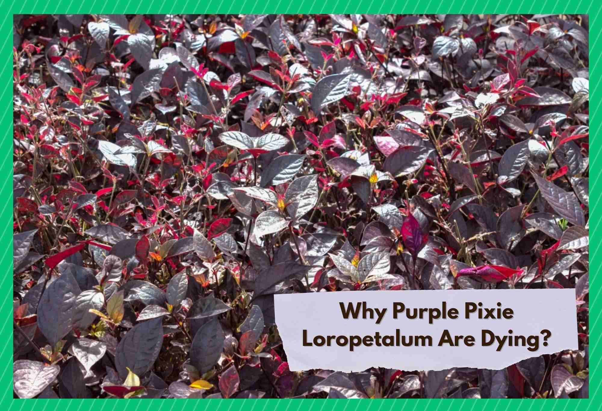purple pixie loropetalum dying