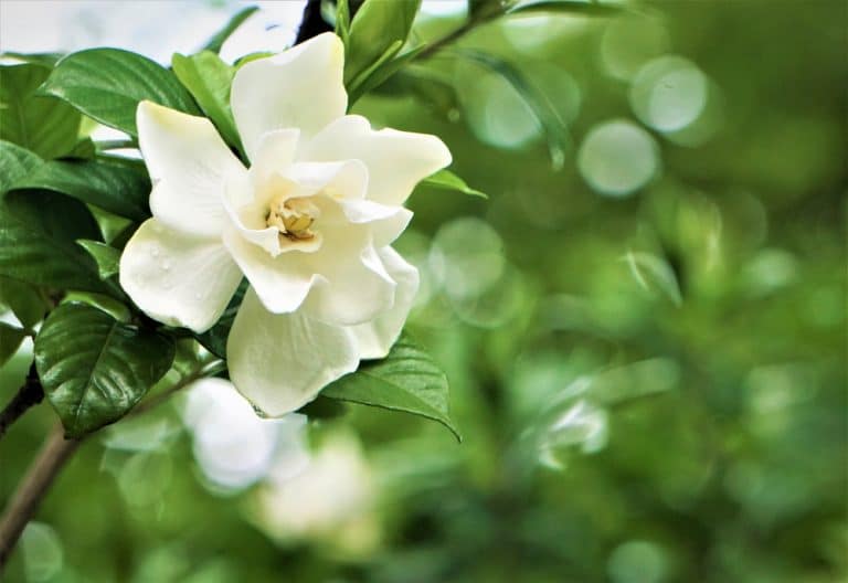 3 Reasons That Make Gardenia Leaves Turning Yellow Farmer Grows