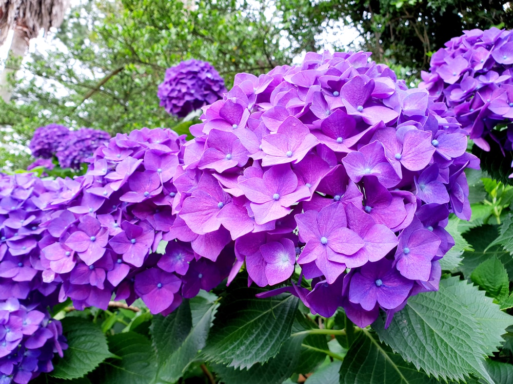 snowball bush vs hydrangea