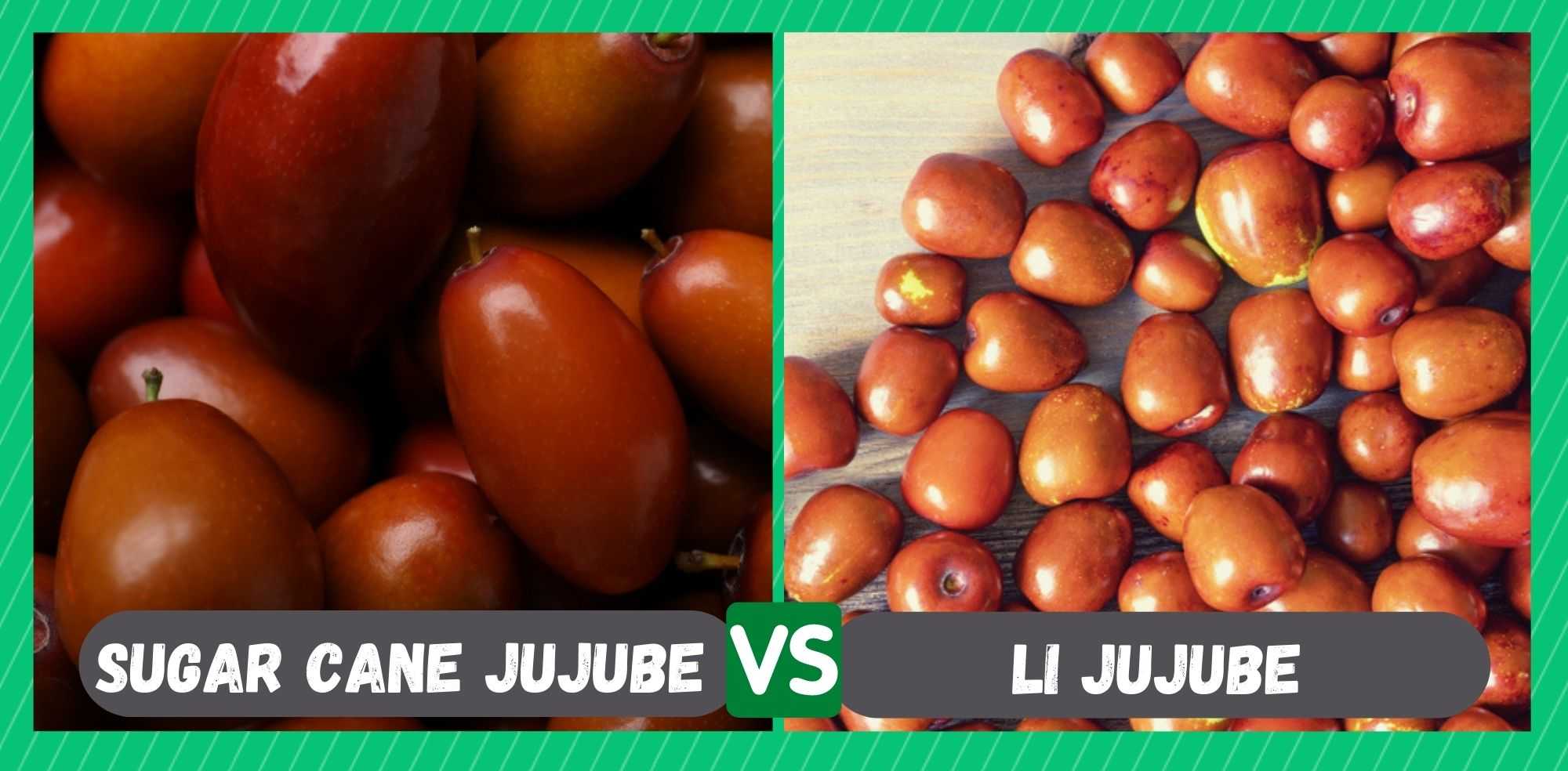 sugar cane jujube vs li jujube