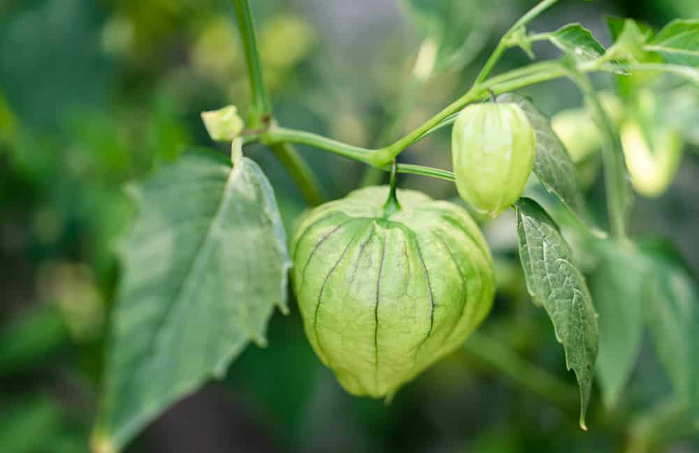 tomatillo leaves curling