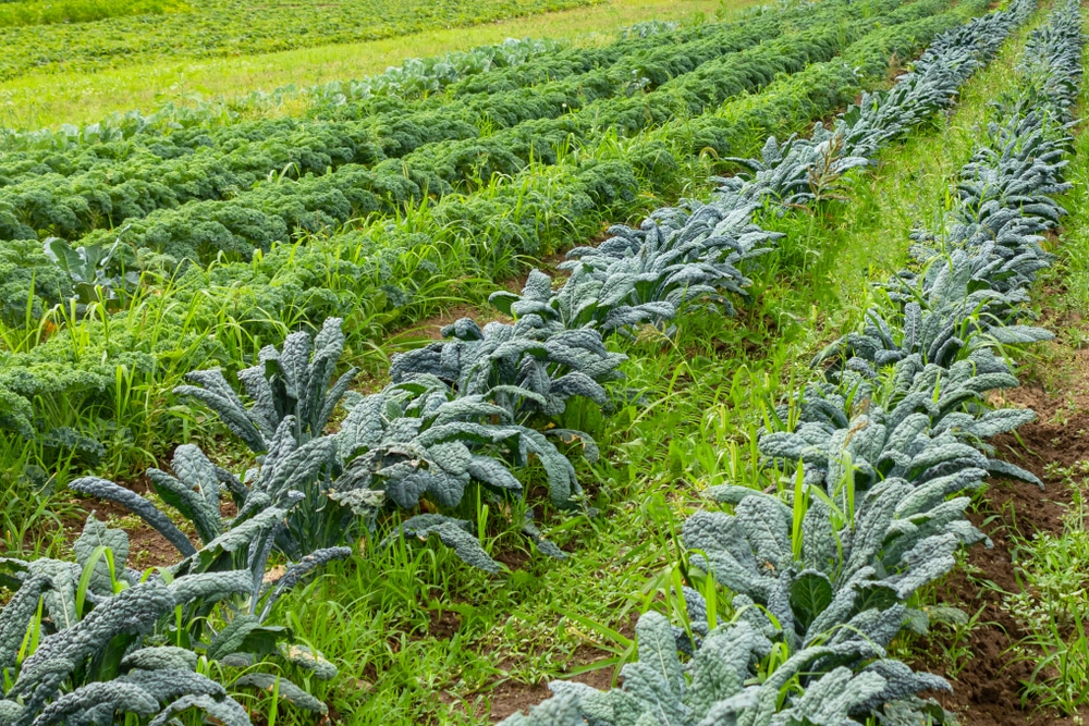 when to plant kale in maryland