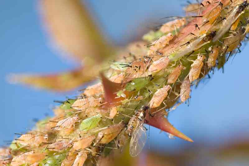 Aphids